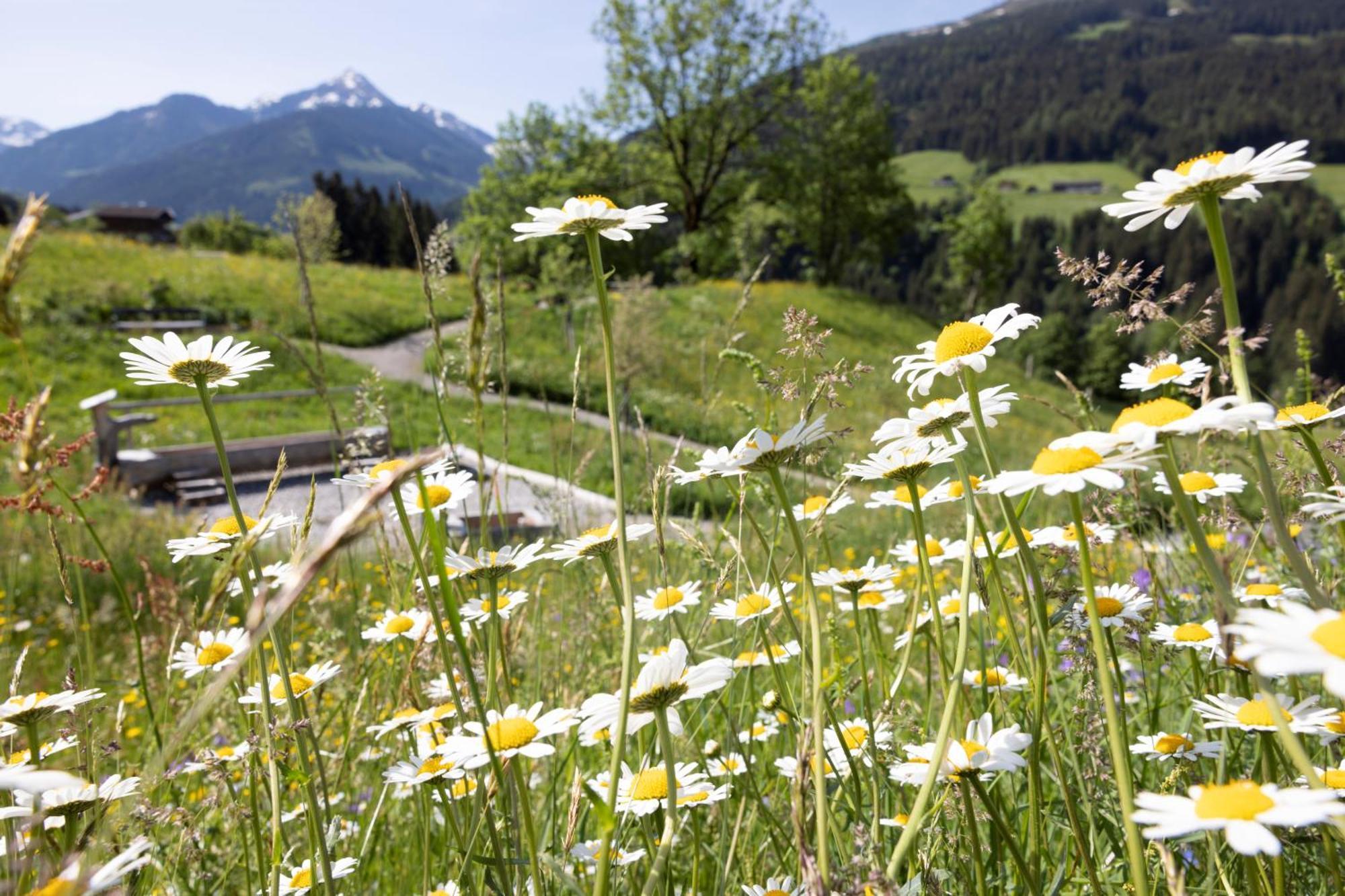 Alpbacherhof Mountain & Spa Resort Exterior foto